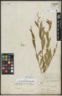 Foto von Salix alba subsp. micans (Andersson) Rech. f.